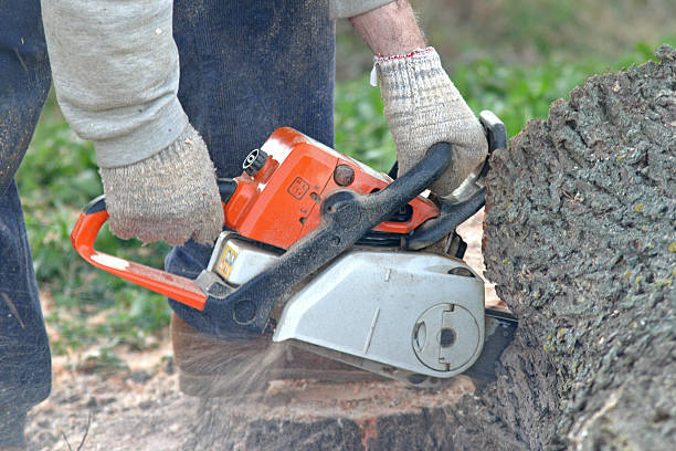 How Our Tree Care Process Works  in  Oak Grove, KY